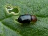 Podagrica sp.